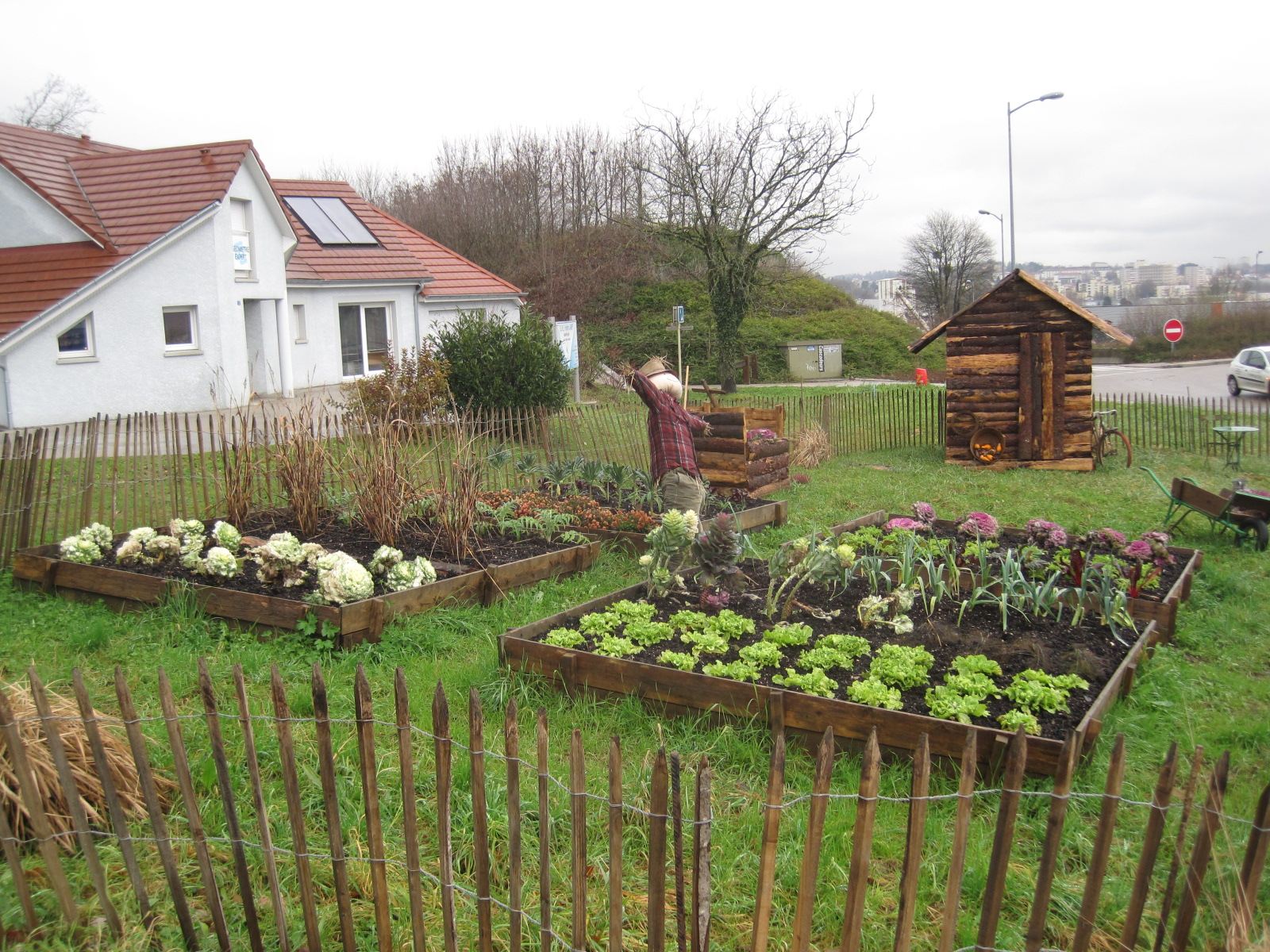 A kitchen garden with rows of vegetables
